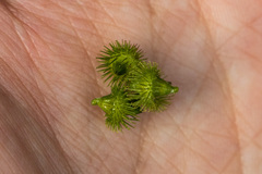 Agrimonia striata