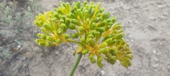 Bupleurum gibraltaricum