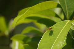 Hypselonotus interruptus