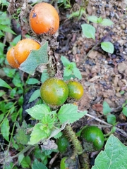 Solanum hirtum