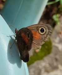 Cassionympha cassius