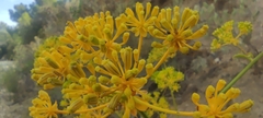 Bupleurum gibraltaricum