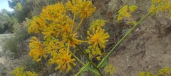 Bupleurum gibraltaricum