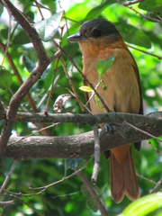 Pachyramphus validus