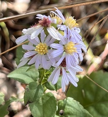 Symphyotrichum drummondii