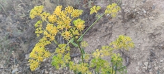 Bupleurum gibraltaricum