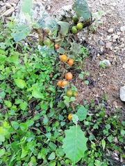 Solanum hirtum