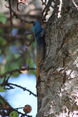 Acanthocercus atricollis