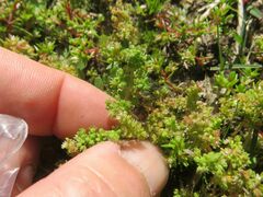 Crassula decumbens
