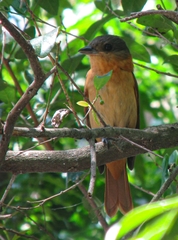 Pachyramphus validus