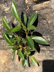 Myoporum