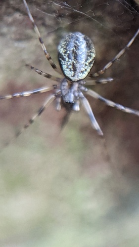 Invisible Spider, Lisse, Zuid-Holland, Netherlands, photo 9 of 10