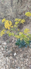 Bupleurum gibraltaricum