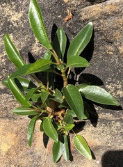 Myoporum