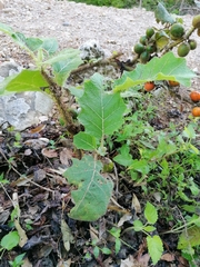 Solanum hirtum