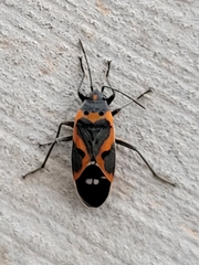 Lygaeus kalmii kalmii