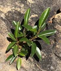 Myoporum