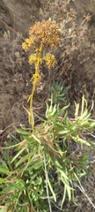 Bupleurum gibraltaricum
