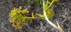 Bupleurum gibraltaricum