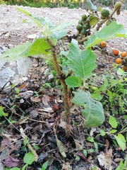 Solanum hirtum