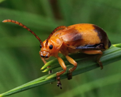 Monocesta coryli