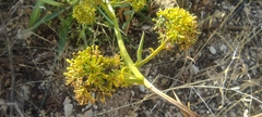 Bupleurum gibraltaricum
