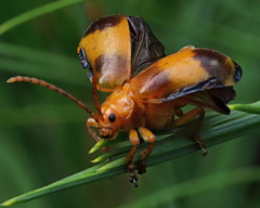 Monocesta coryli