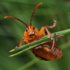 Monocesta coryli