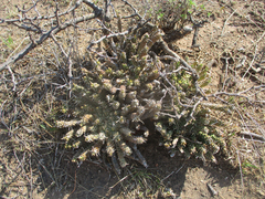 Anthacanthae