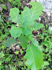 Solanum hirtum