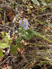 Symphyotrichum drummondii