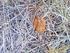 Carpocoris fuscispinus