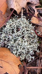 Cladonia furcata