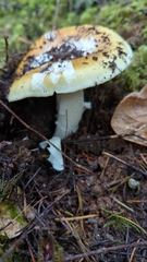 Amanita junquillea