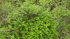 Chrysojasminum humile