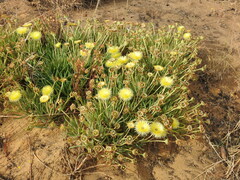 Conicosia pugioniformis