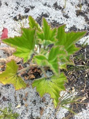 Pelargonium cucullatum