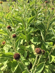Rudbeckia