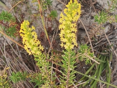Microdon dubius