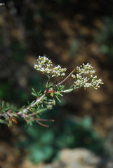 Eriogonum microtheca simpsonii