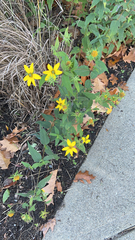 Coreopsis major
