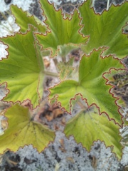 Pelargonium cucullatum