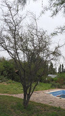Prosopis torquata