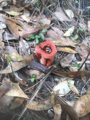 Clathrus columnatus