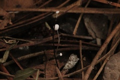 Hemimycena lactea