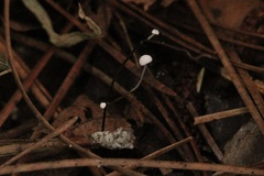 Hemimycena lactea