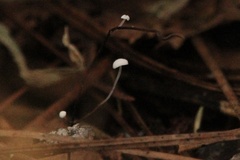 Hemimycena lactea