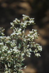 Eriogonum microtheca simpsonii