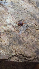 Erythraeidae