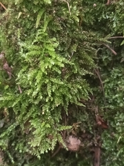 Eurhynchium angustirete